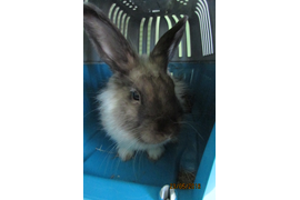 Хирургия . Кастрация и Стерилизация животных