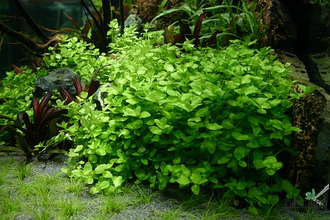 Бакопа австралийская (Bacopa australis)