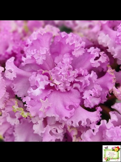 НД-Розовая Скумпия (Н. Данилова-Суворова) 2022 г.