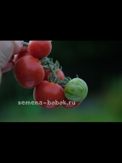 Томат Эльберта Персиковая  (Elberta Peach), 10 шт