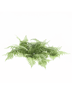 папоротники Орляк обыкновенный Pteridium aquilinum