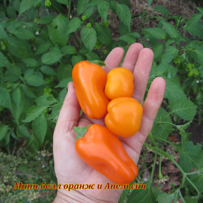 перец сладкий Апельсин