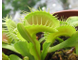 Dionaea muscipula "Dutch"