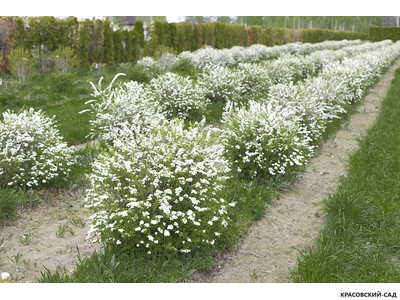 Спирея серая Грефшейм - Grefsheim в форме шара