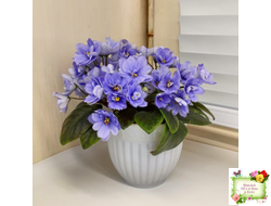 ЛЕ-Голубой Дунай (Е. Лебецкая) 2018 трейлер (пасынок сорт посажен 20.10.25)