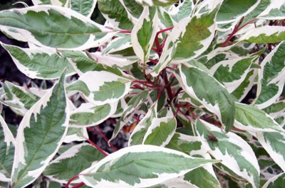 дерен белый элегантиcсима