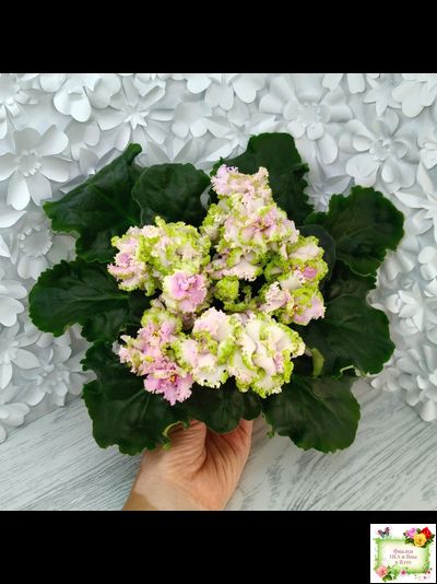 ЛЕ-Денди (Е. Лебецкая) 2011 г. (сортовой стартер)