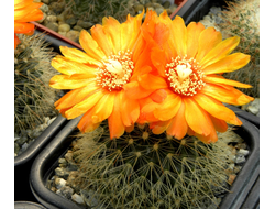 Parodia weberiana (D=40-45мм)