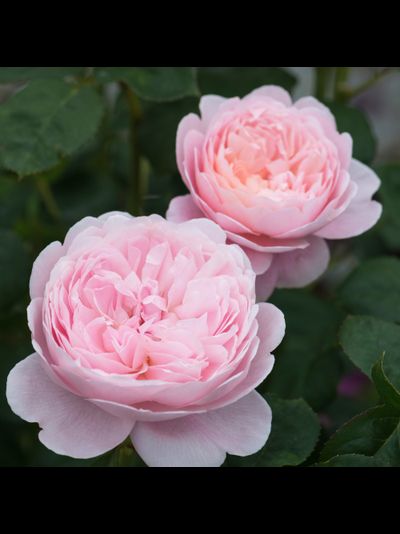 Квин оф Шведен (Queen of Sweden)