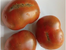 Томат Гном Пит Вайпер (Dwarf Pite Wiper, Гремучая змея)