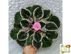 Р-Донна Роза Дальвадорес (В. Зуб) 2021 г.