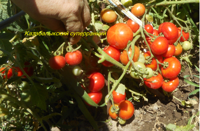 Томат Казабалыкский суперранний