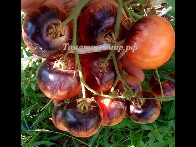 Томат Черная клубника, (Black Strawberry ) США