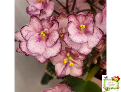 Н-Четыре Сезона (Н. Бердникова) 2015