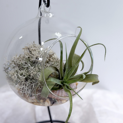 Флорариум с тилландсией