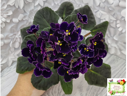 Mac's Black Pearl (G.McDonald) (лист посажен 01.11.25)