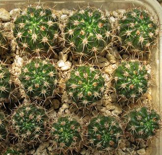 Notocactus submammulosus VG 420