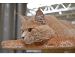 Товары для Кошек