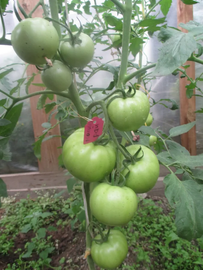 Томаты  сорта "Малиновый рай F1" из серии "Малиновое чудо" от "Садов России". Плоды крупные, кисти хорошие, но пока не поспели.