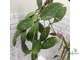 Hoya Acuta yellow flowers and thick-splash leaves