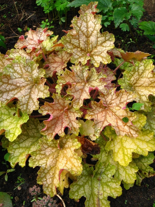 Лимузиндегі шахтермен порно секс