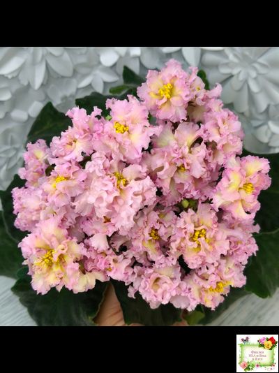 РМ-Яринка (Н. Скорнякова) 2021 г.