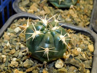 Gymnocalycium bruchii v. niveum VG 536