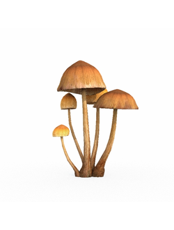 грибы Грибы опята 2