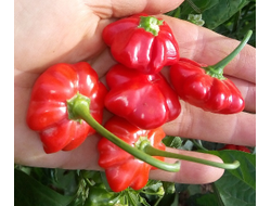Перец острый Бразильская морская звезда (Red Brazilian Starfish)