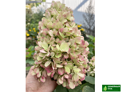 Гортензия метельчатая "Mojito" (Мохито)