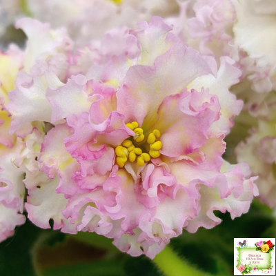 ЛЕ-Злато Скифов (Е. Лебецкая) 2015 г.