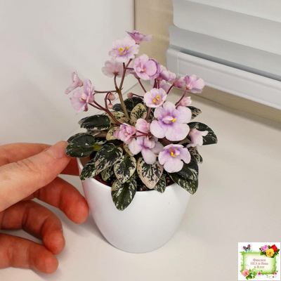 Precious Pixie (S.Sorano)