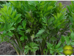 ЛЮБИСТОК (МНОГОЛЕТНИЙ СЕЛЬДЕРЕЙ)