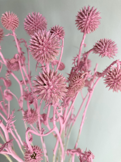 Мордовник розовый