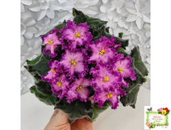 Nik-Любовный Напиток (Н. Булко) 2023 г.