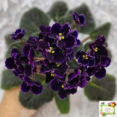 Mac's Black Pearl (G.McDonald) (лист посажен 01.11.25)