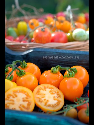 Томат Dwarf Orange Tree (Гном Апельсиновое дерево), 10 шт