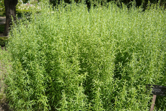 Эстрагон, Тархун (Artemisia dracunculus) Франция, 5 мл - 100% натуральное эфирное масло