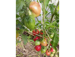 Томат Немецкая красная клубника (розовая)