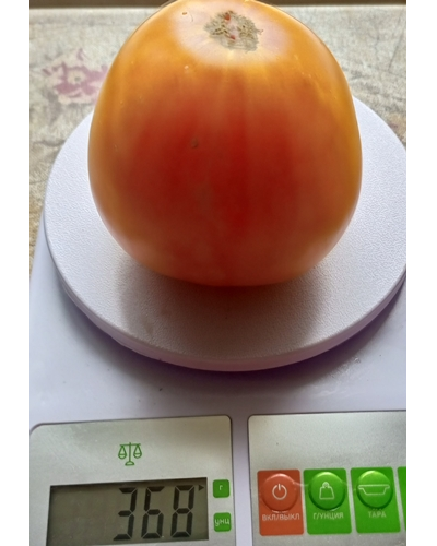 Томат Золото Алтая