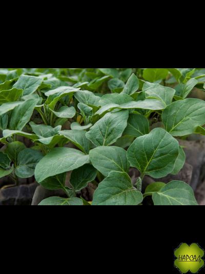 БАКЛАЖАН СОРТА В АССОРТИМЕНТЕ