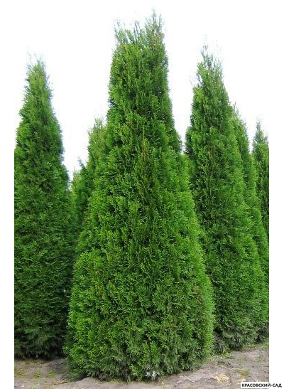 Туя Колумна - Columna