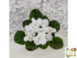 OS-Джунгарик (С.Осипова) (клакамас с кроновой пестролистностью)