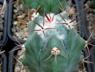 Echinocactus platyacanthus form KMR 119 (D=50-60мм)