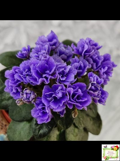 Blue Scoundrel micromini (P.Sorano/LLG) (Блю Ска́ндрел) микроминиатюра