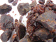 Толуанский бальзам (Myroxylon balsamum (L.) Harms) - 100% натуральное эфирное масло