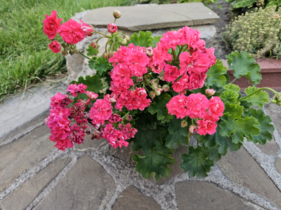 Пеларгония ЮГ-Рафаэль