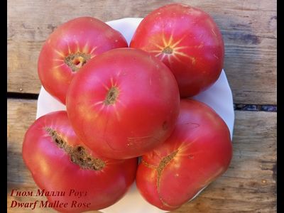 Гном Малли Роуз / Dwarf Mallee Rose