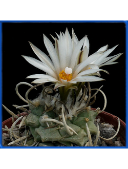 Turbinicarpus klinkerianus SB 275