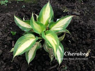 Хоста Cherokee фото